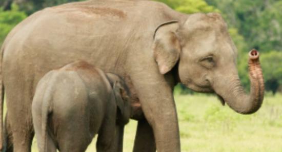 198 Wild Elephants Killed in Past Seven Months